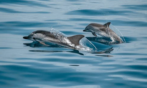 注冊開曼公司有什么優(yōu)勢